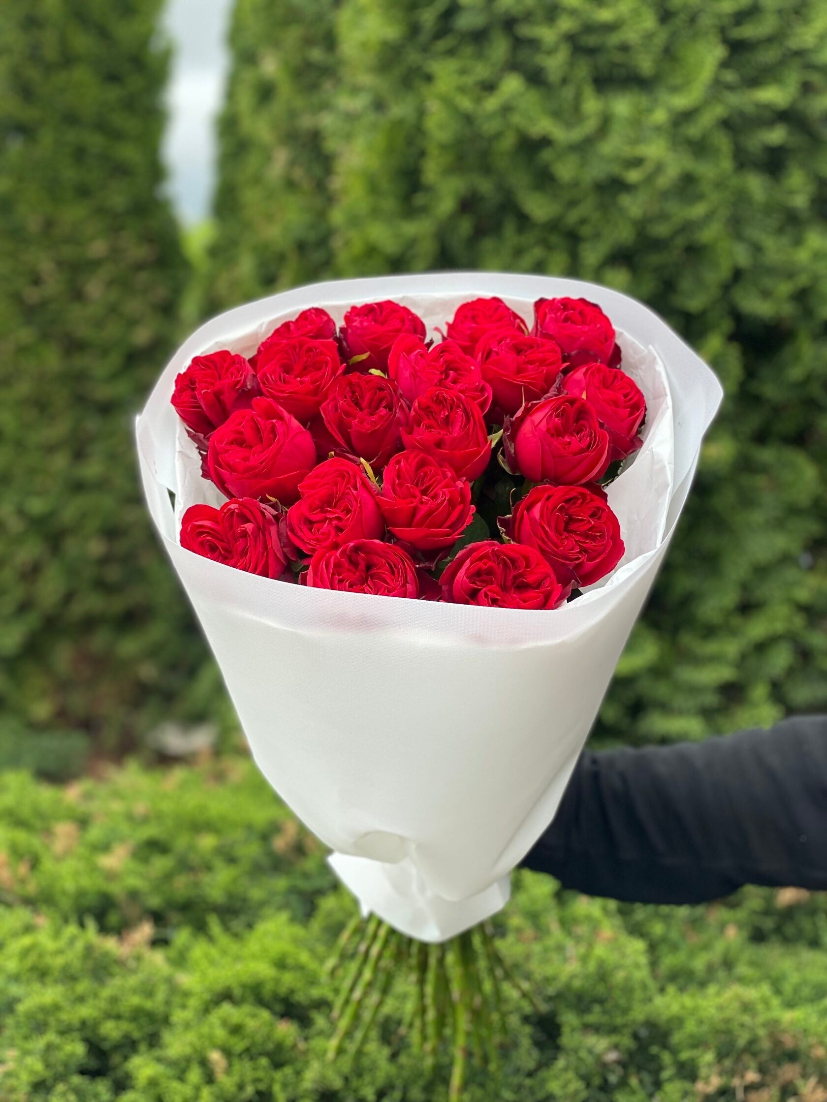 19 pfingstrosenartige Rosen Country Spirit (rot)