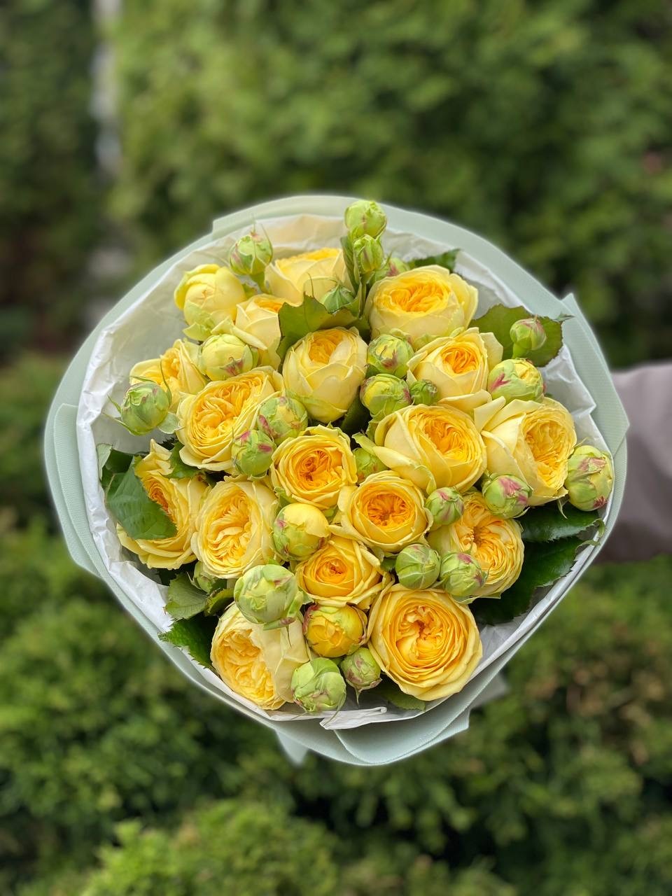 19 pfingstrosenartige Rosen Peony Bubbles