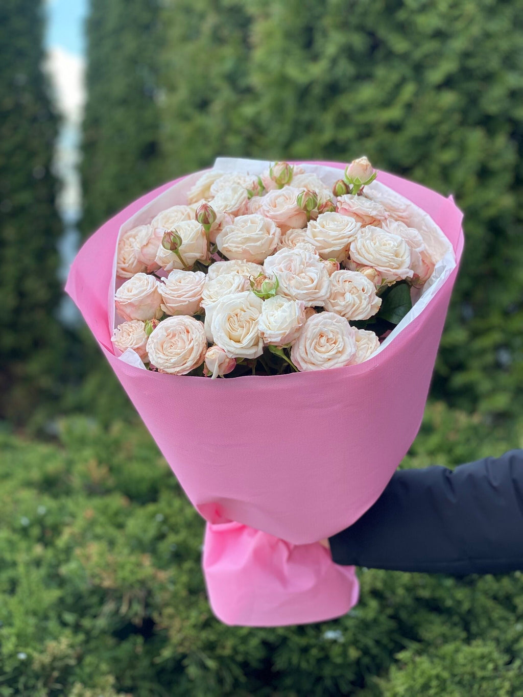 19 pfingstrosenartige Rosen Bombastic