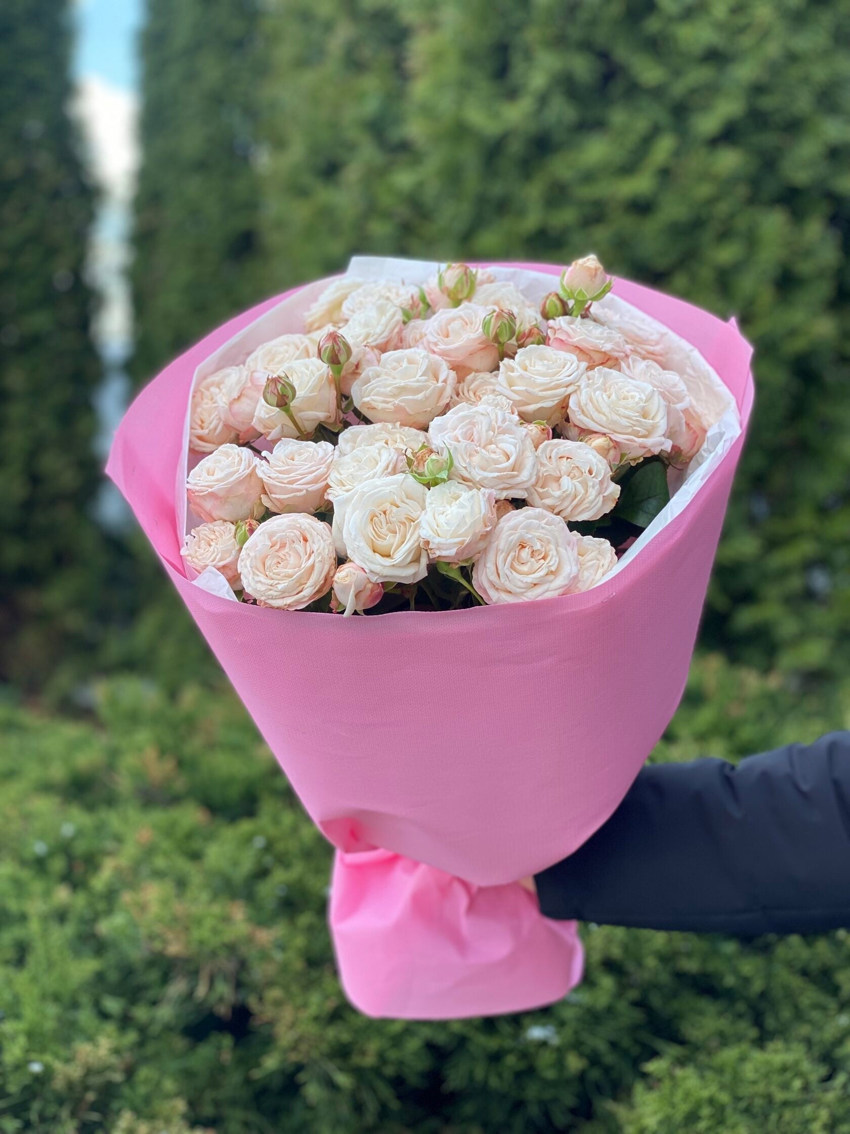 19 pfingstrosenartige Rosen Bombastic
