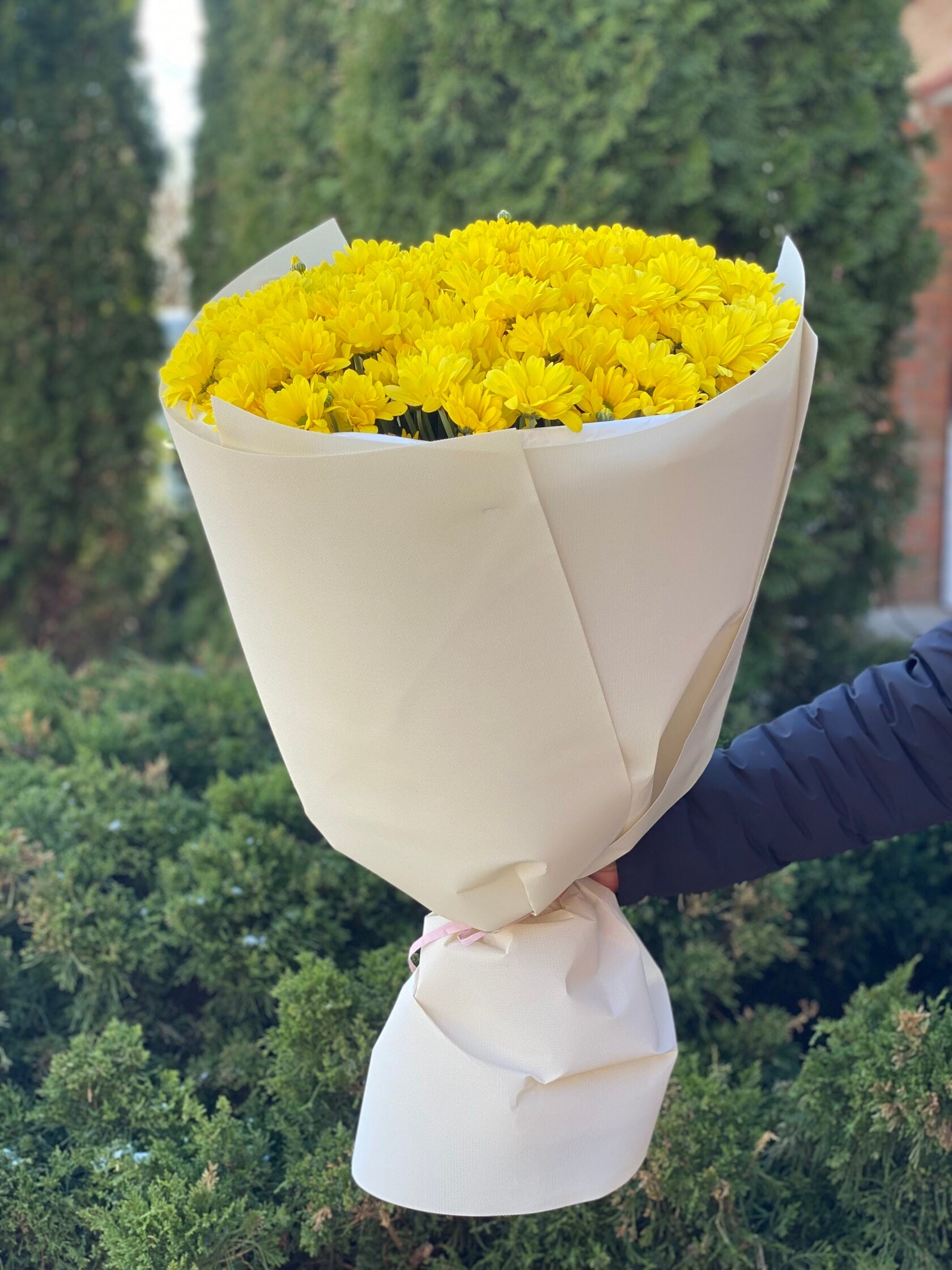 9 Margeriten-Chrysantheme (gelb)