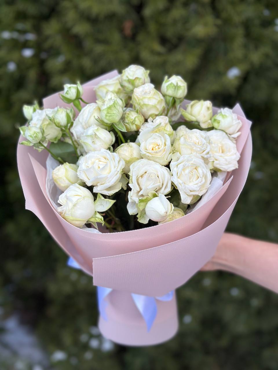 19 pfingstrosenartige Rosen Miss Bombastic