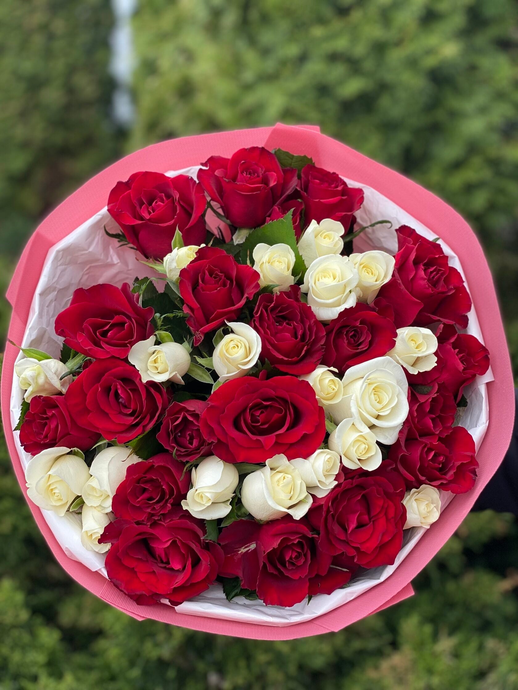 39 Rosen Beluga und Red Eagle