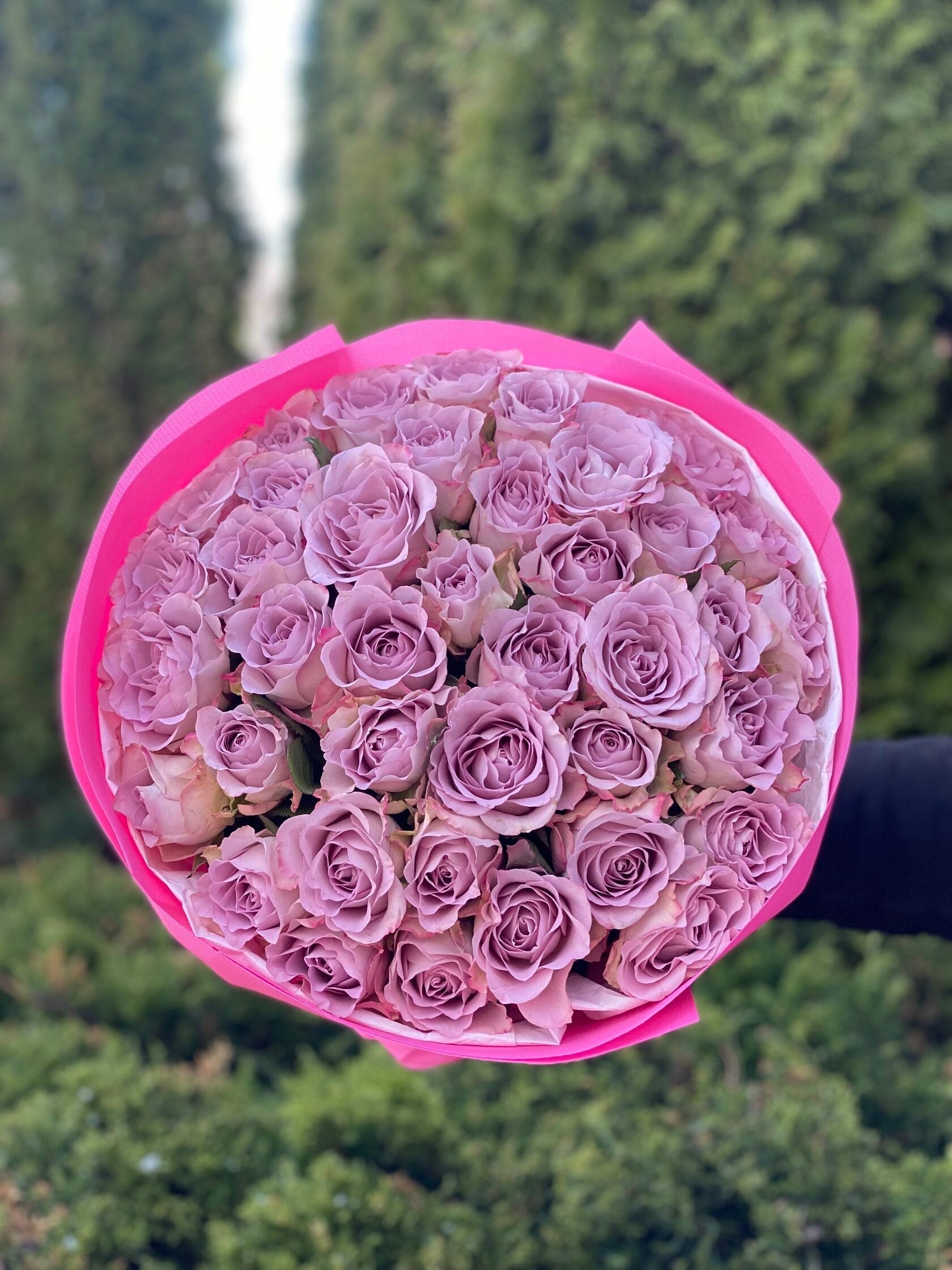 39 Rosen Hollandia (violet)