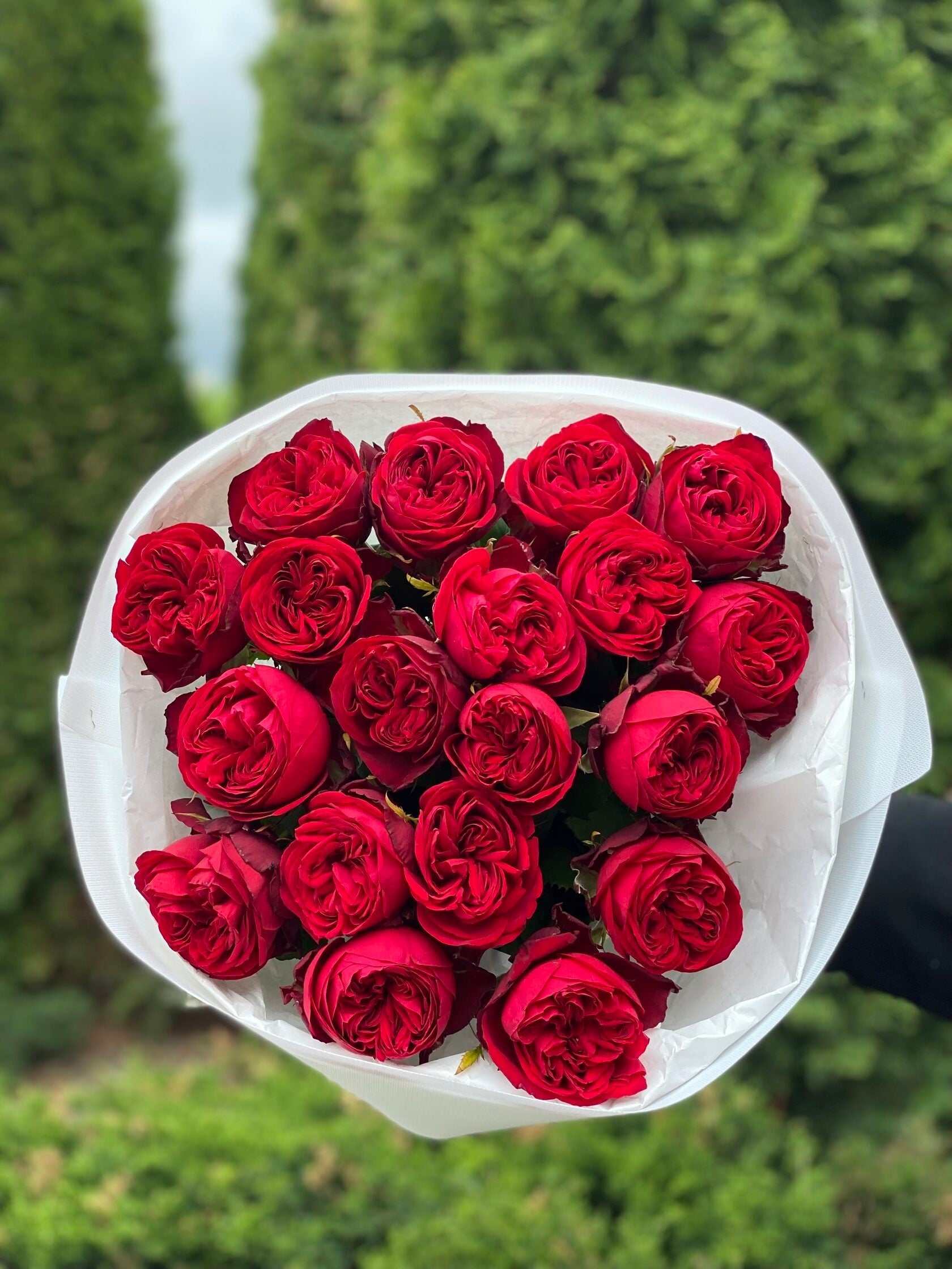 19 pfingstrosenartige Rosen Country Spirit (rot)