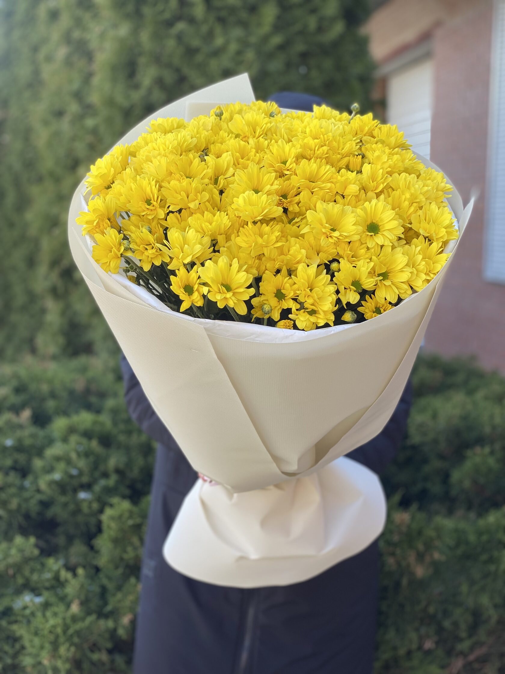 9 Margeriten-Chrysantheme (gelb)