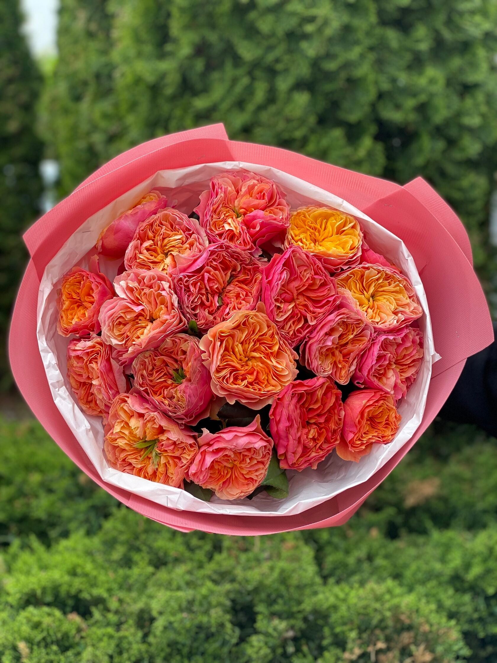 19 pfingstrosenartige Rosen Kensington Garden (orange)