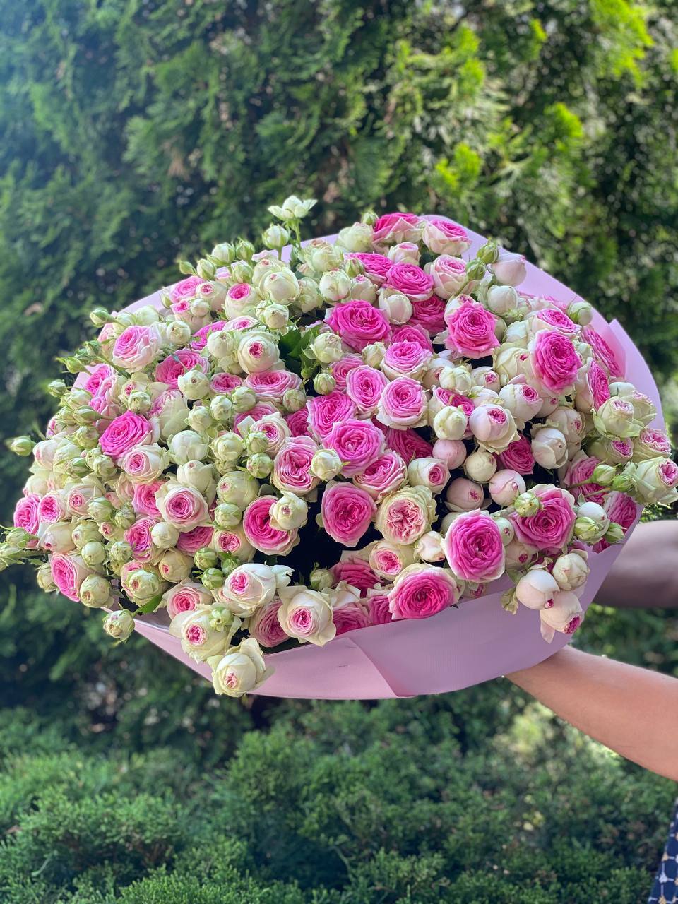 101 pfingstrosenartige Rosen Gelato