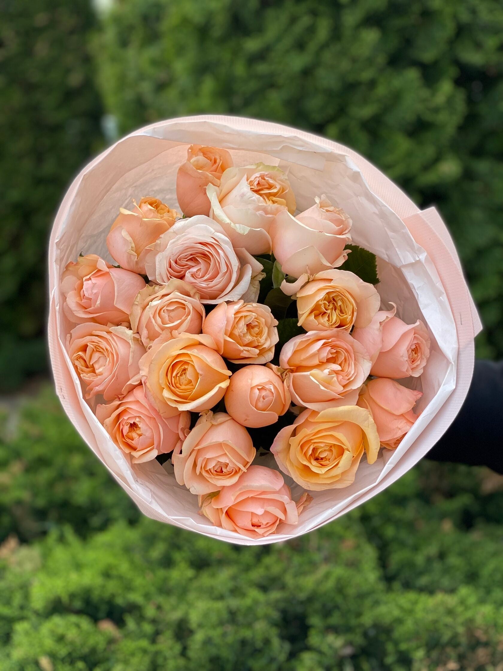 19 pfingstrosenartige Rosen Amber Sun (puderrosa)