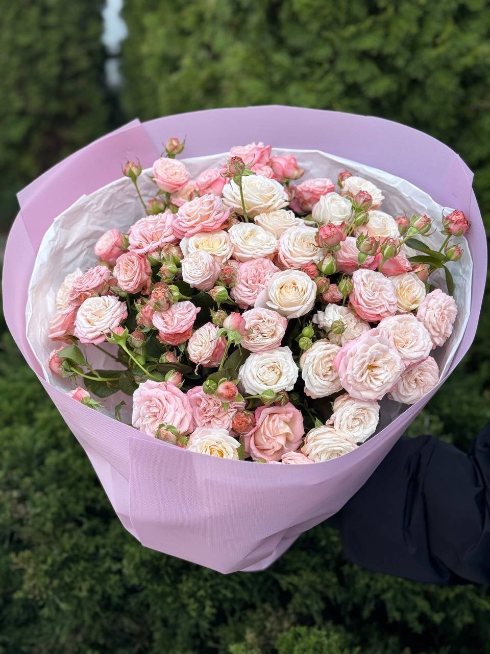 19 pfingstrosenartige Rosen Bombastic