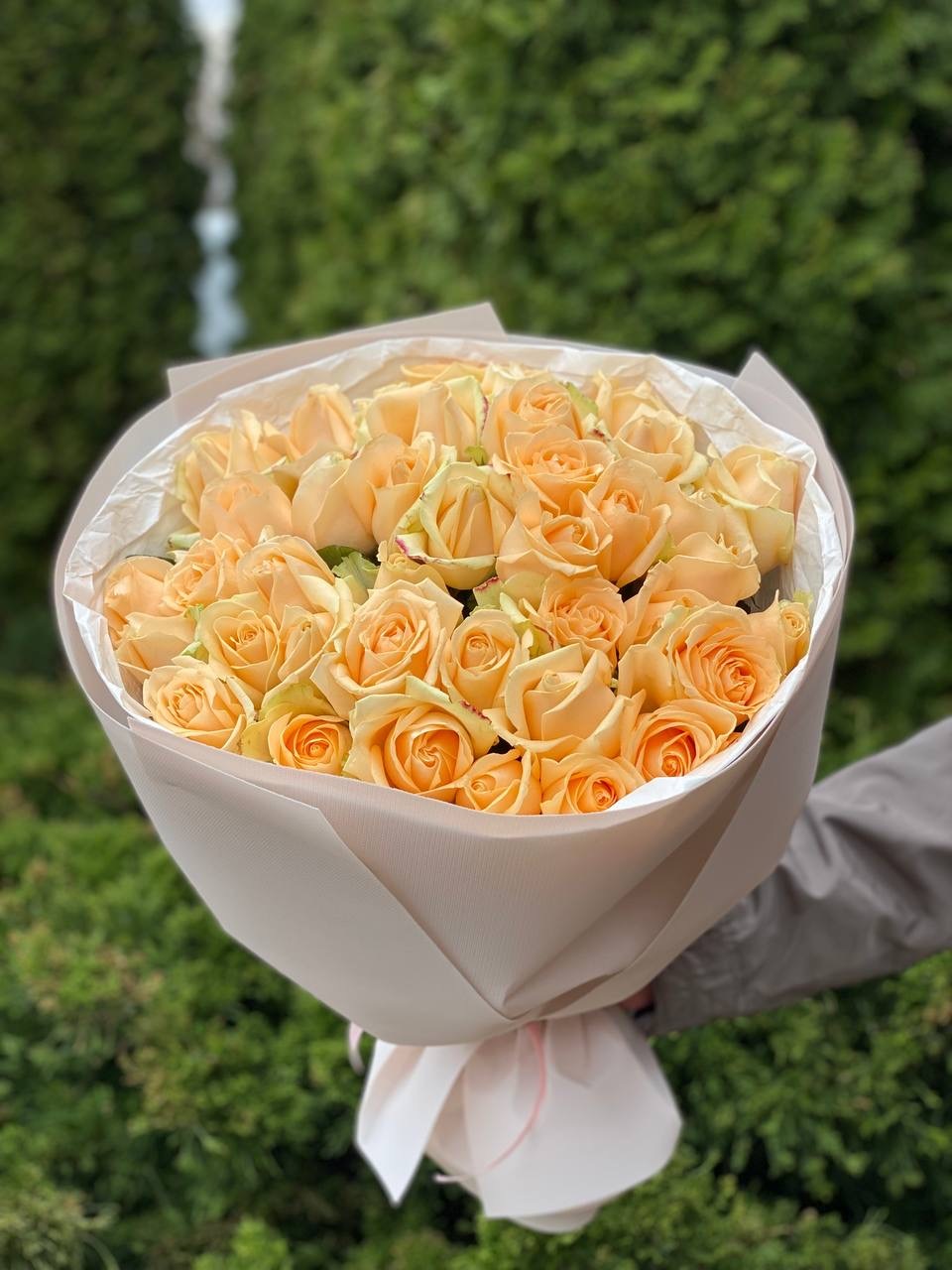 39 Rosen Peach Avalanche