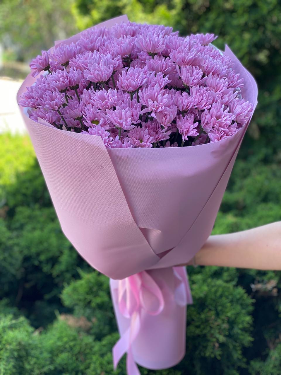 15 Margeriten-Chrysantheme (violett)