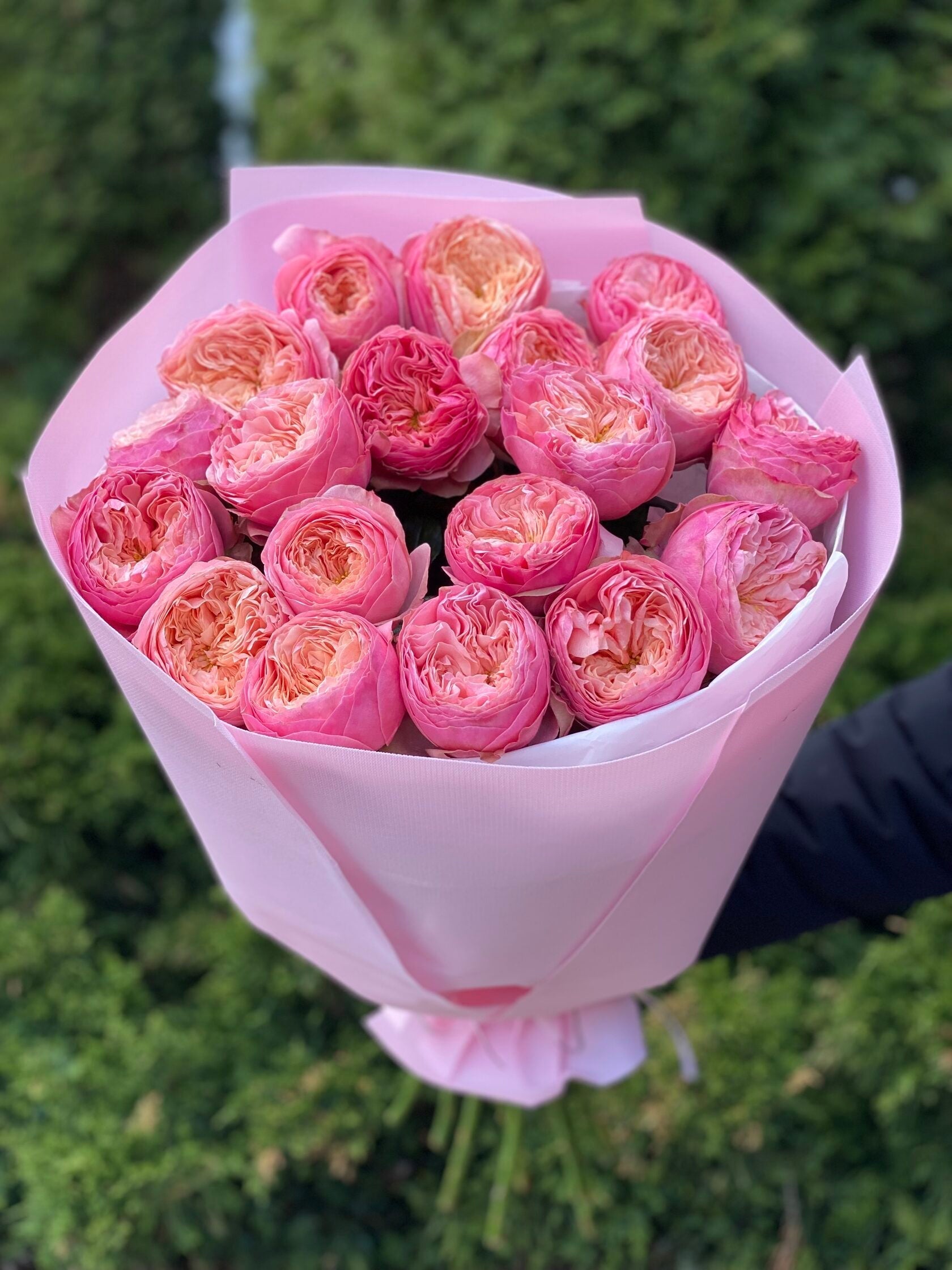 19 pfingstrosenartige Rosen Harper