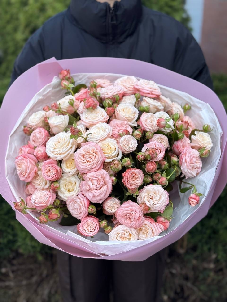 19 pfingstrosenartige Rosen Bombastic