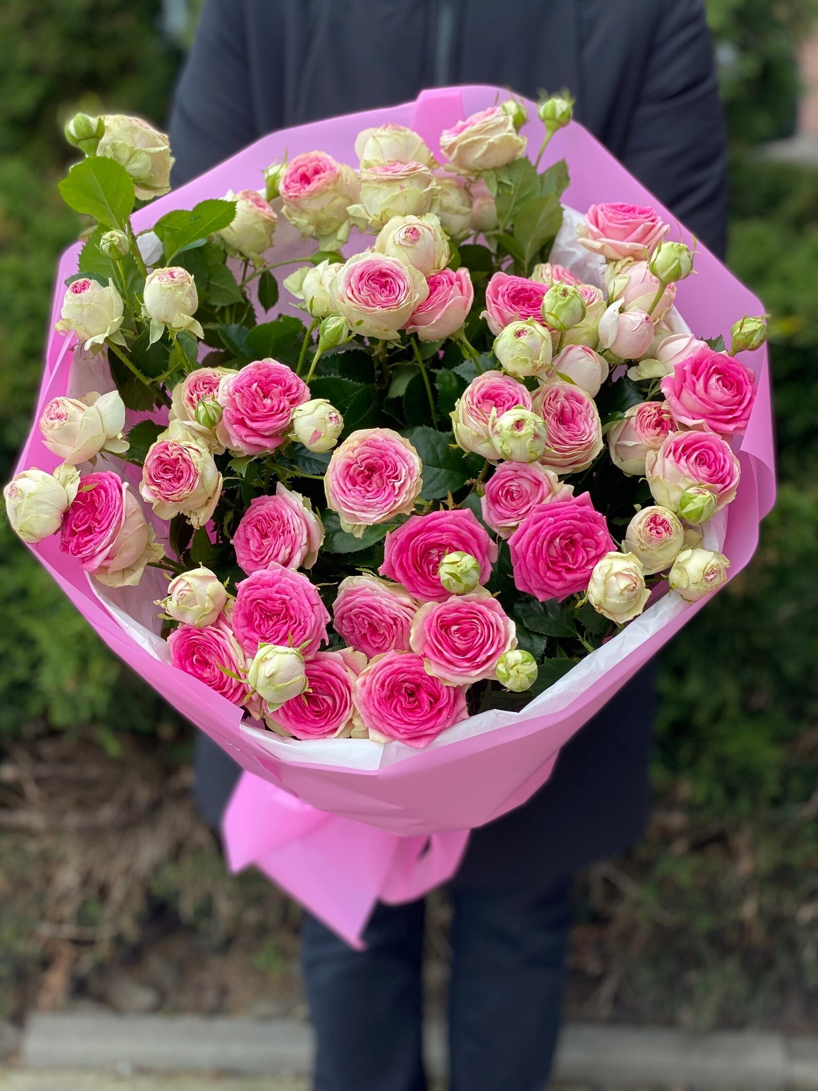 19 pfingstrosenartige Rosen Gelato