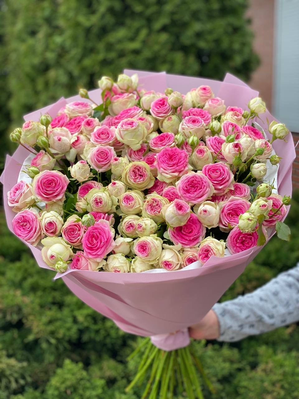39 pfingstrosenartige Rosen Gelato