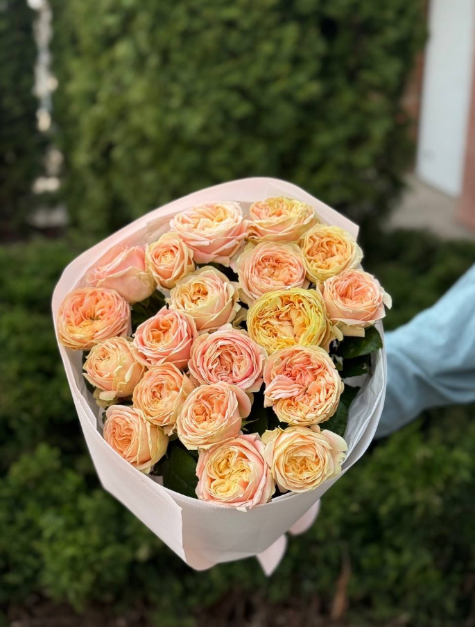 19 pfingstrosenartige Rosen Priscilla
