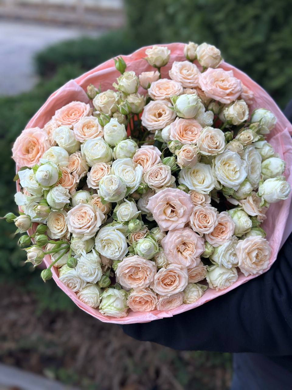39 Rosen Miss Bombastic und Bombastic