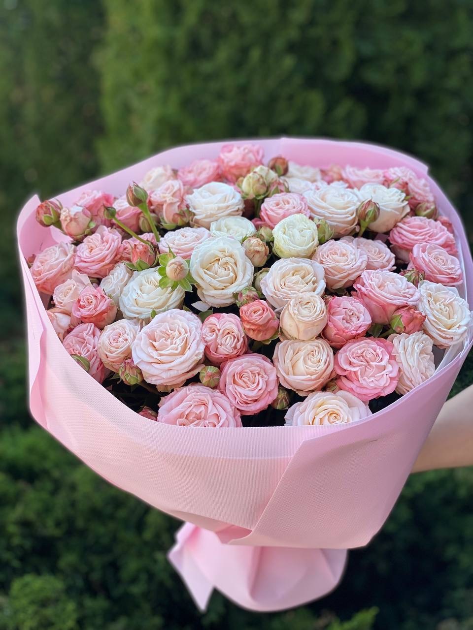 39 Rosen Prince Bombastic und Bombastic