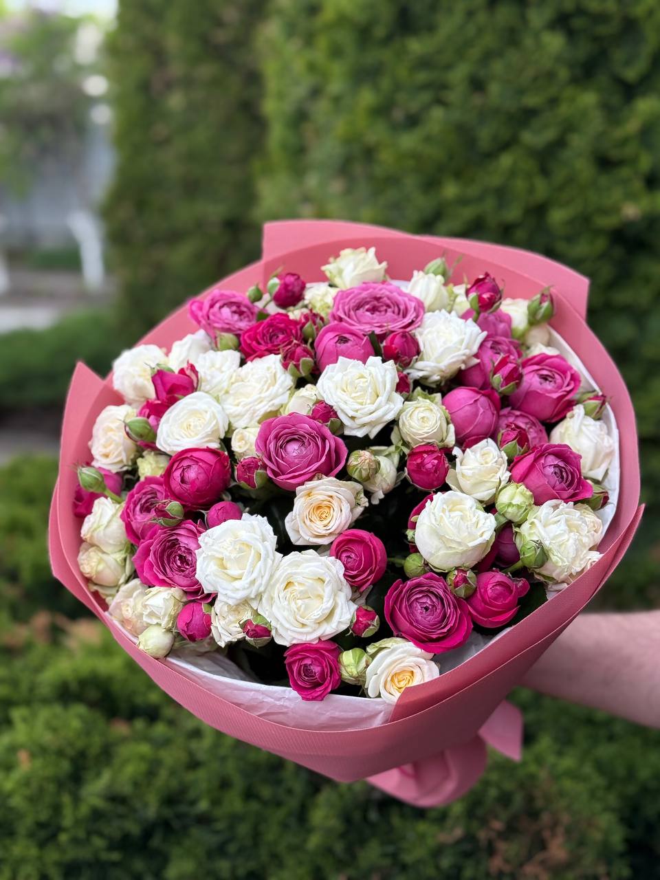 39 Rosen Prince Bombastic und Majestic