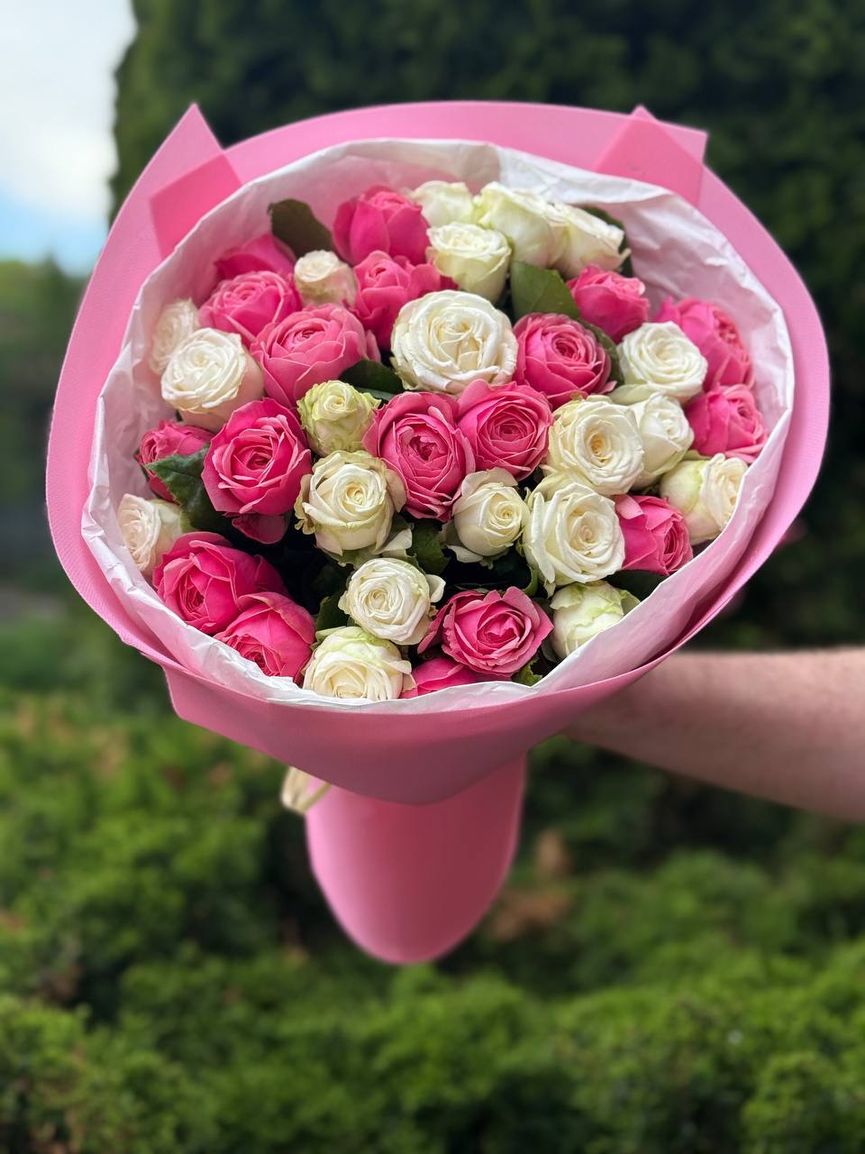 39 pfingstrosenartige Rosen Miss Bombastic und Light