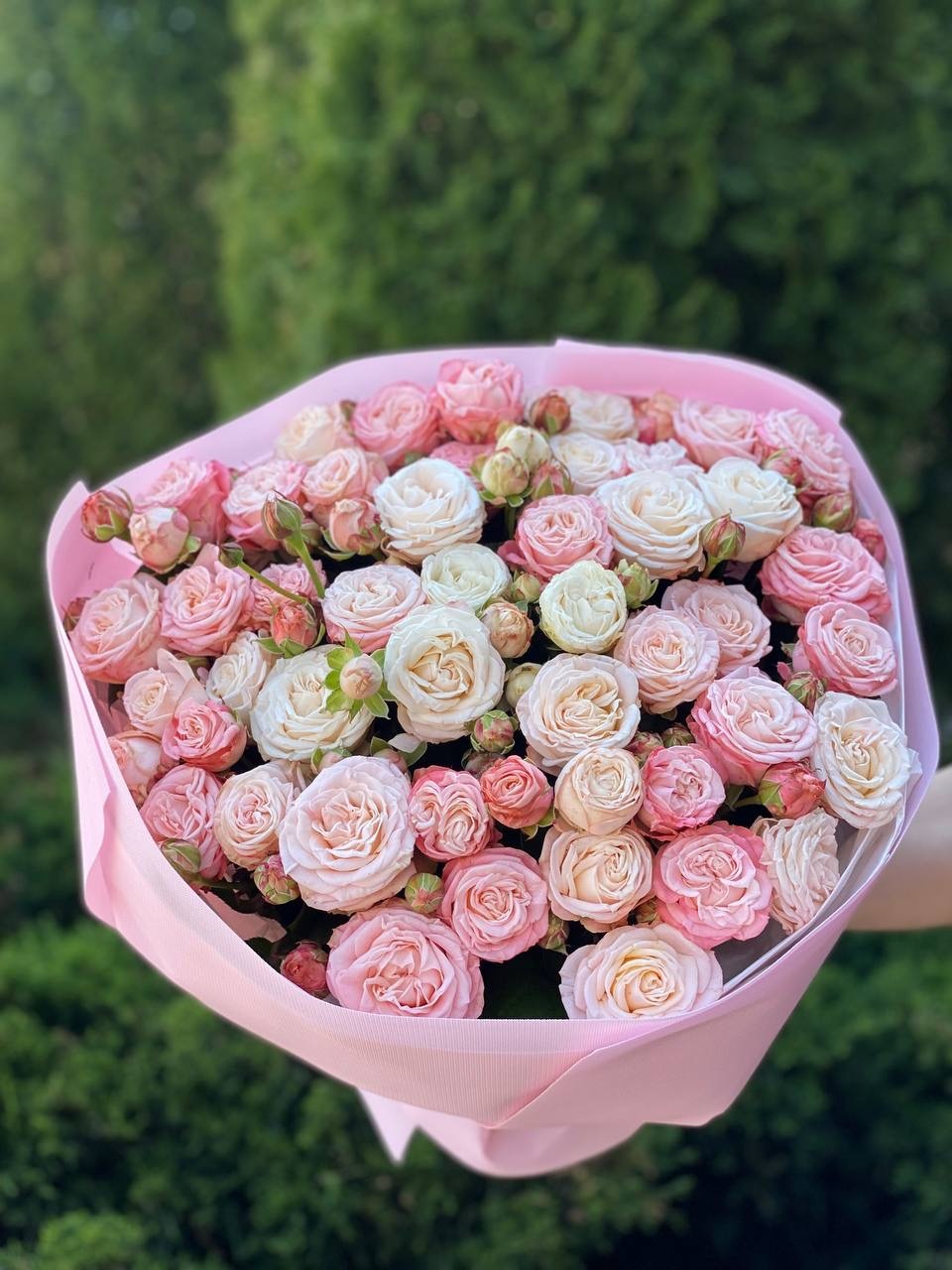 39 Rosen Prince Bombastic und Bombastic