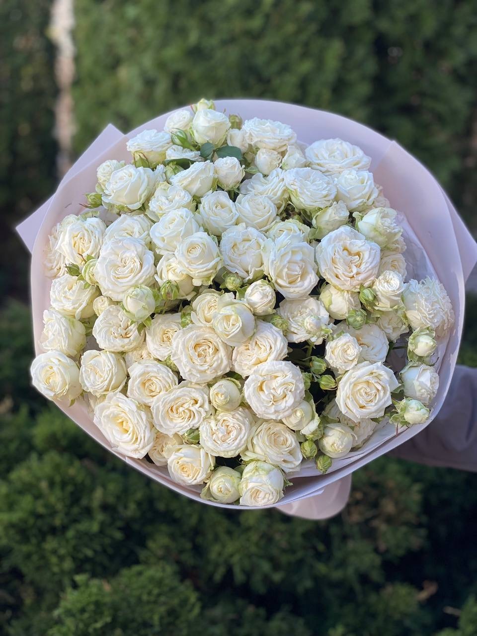 39 pfingstrosenartige Rosen Miss Bombastic