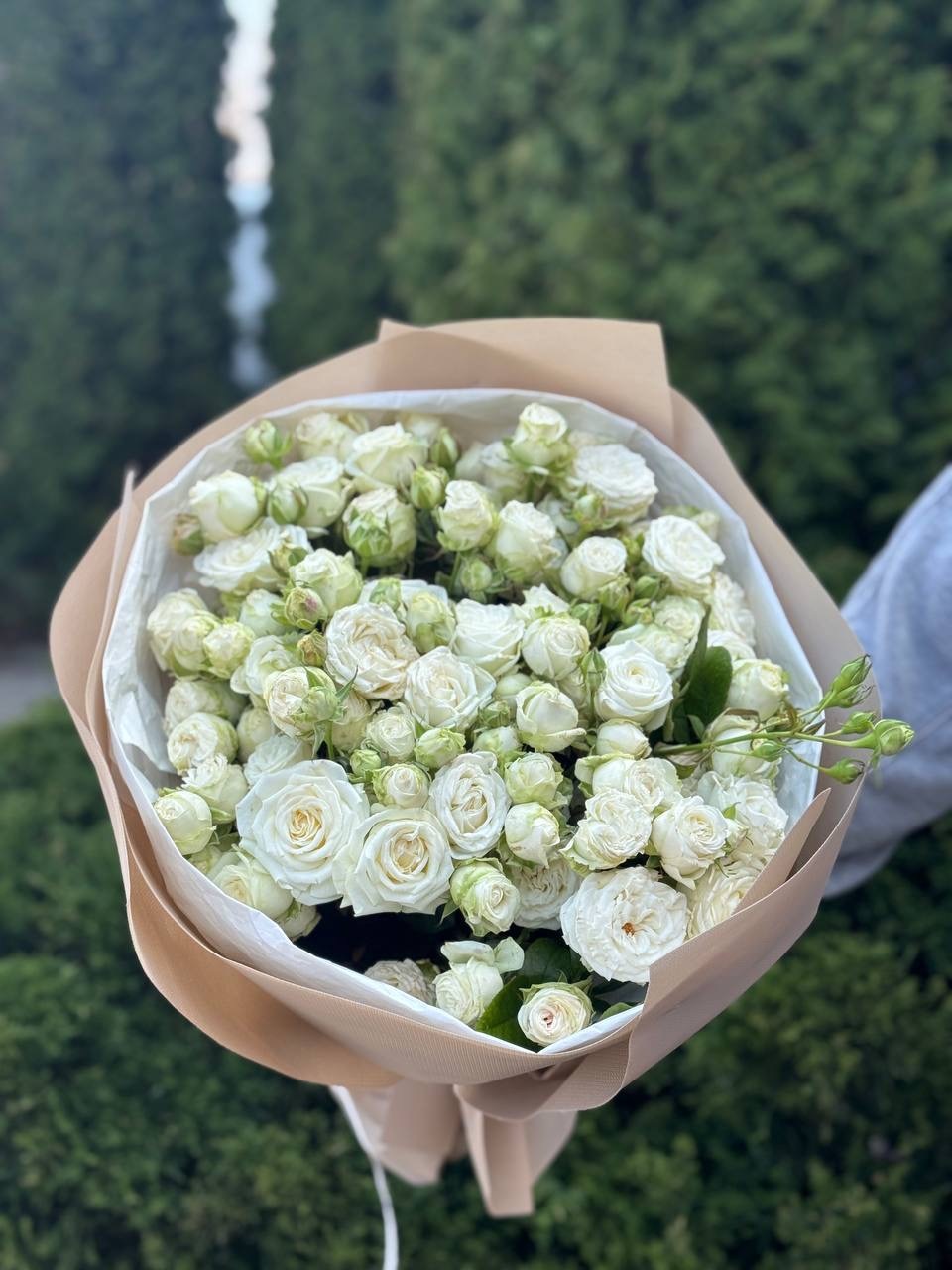 19 pfingstrosenartige Rosen Miss Bombastic