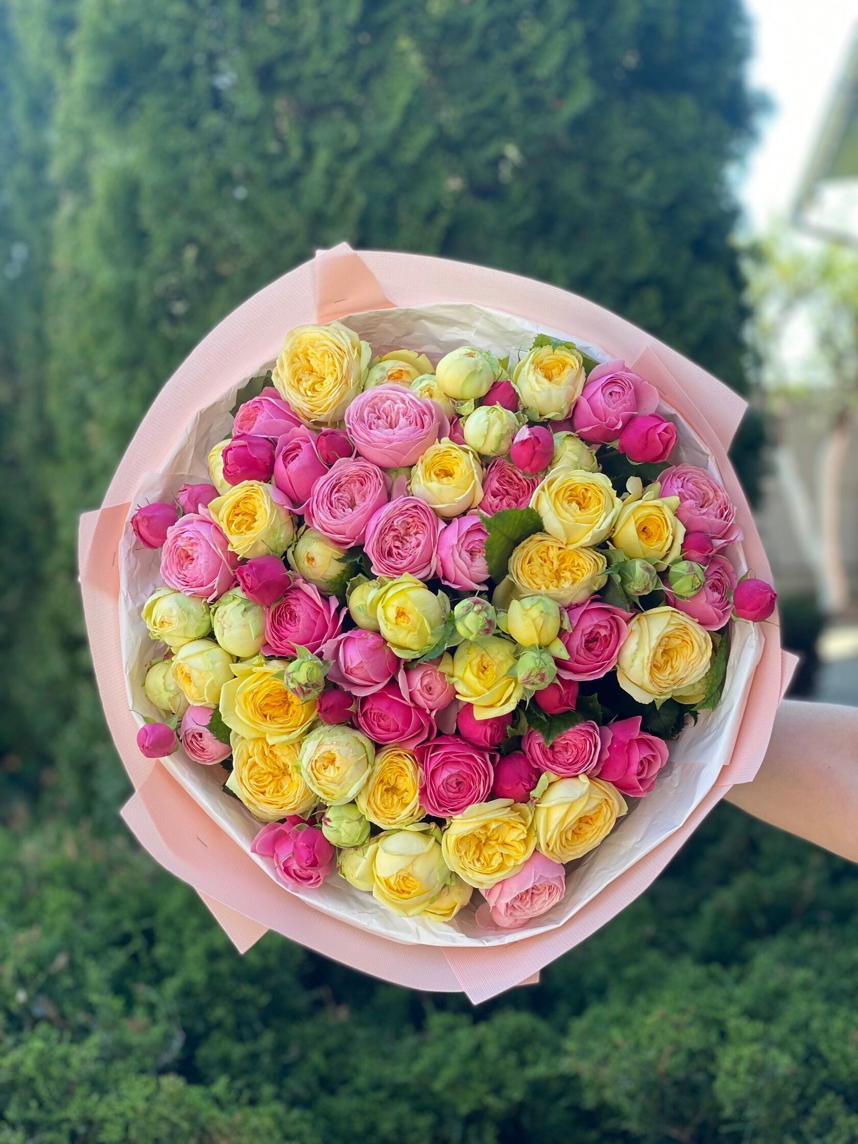 39 pfingstrosenartige Rosen Light und Peony