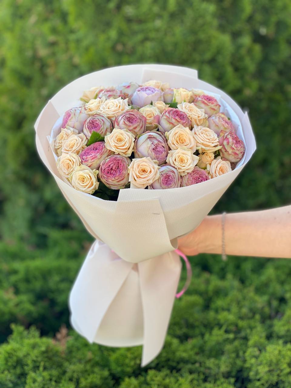 39 pfingstrosenartige Rosen Tanya und Lavender