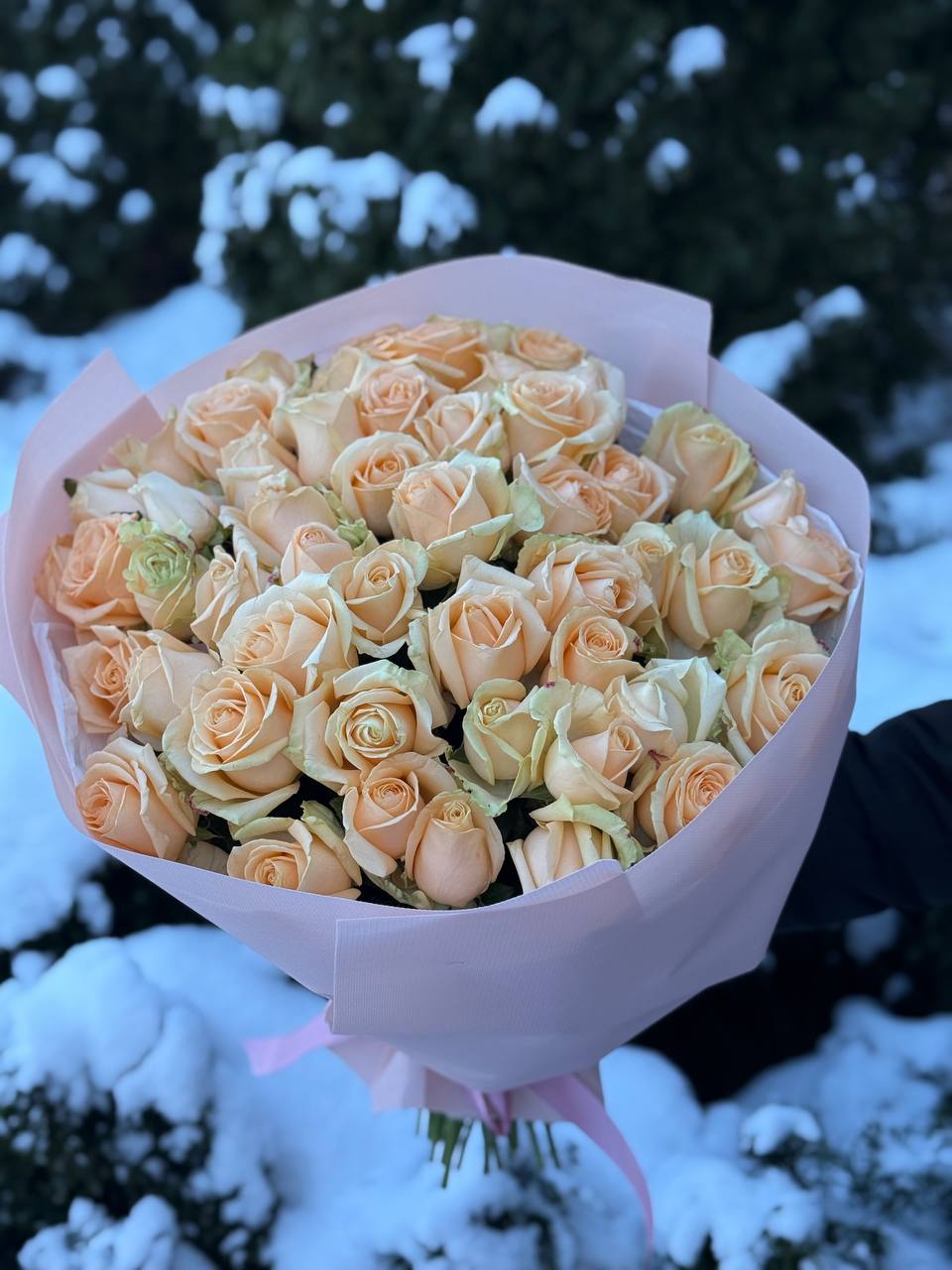 51 Rosen Peach Avalanche