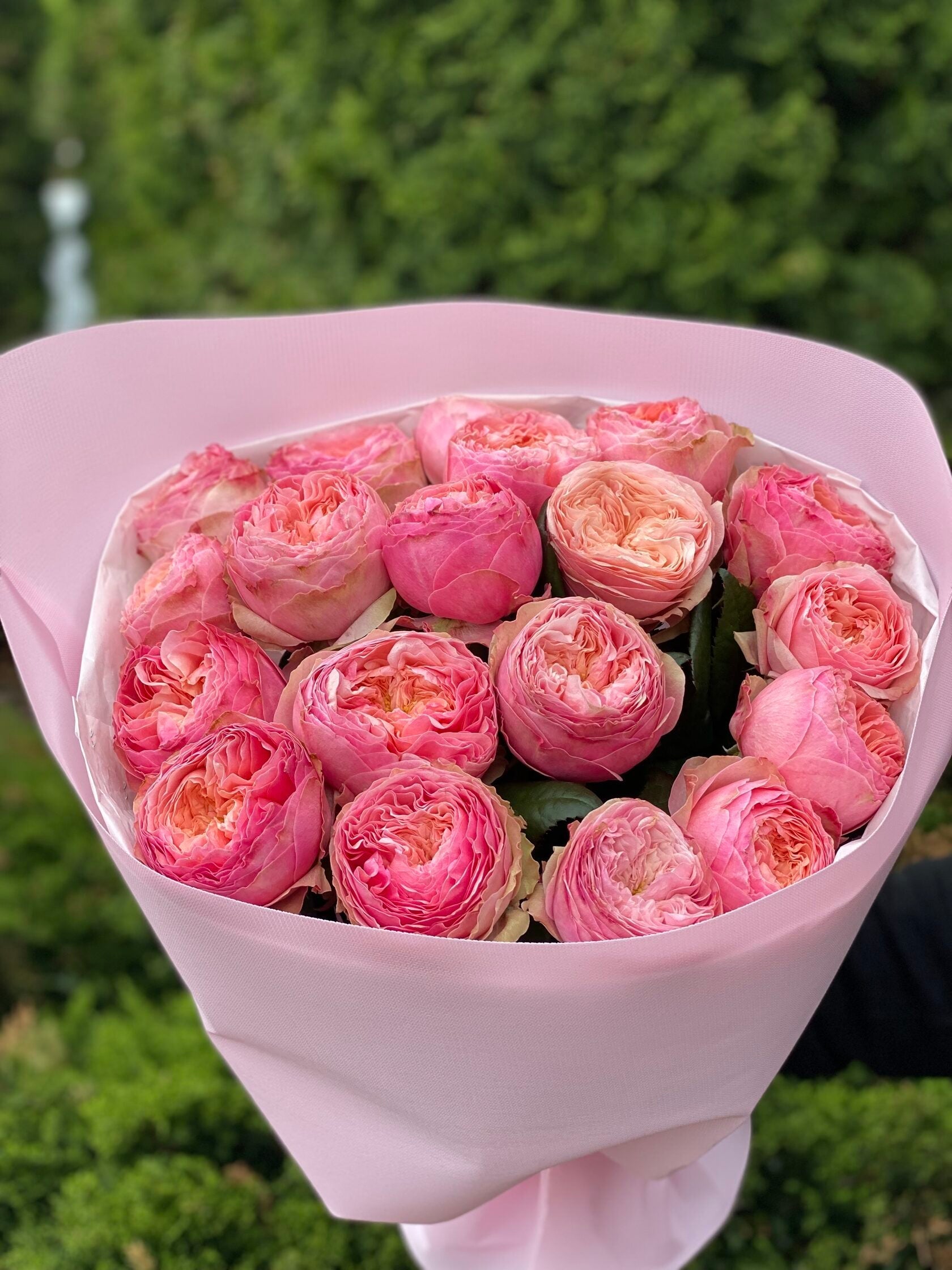 19 pfingstrosenartige Rosen Harper