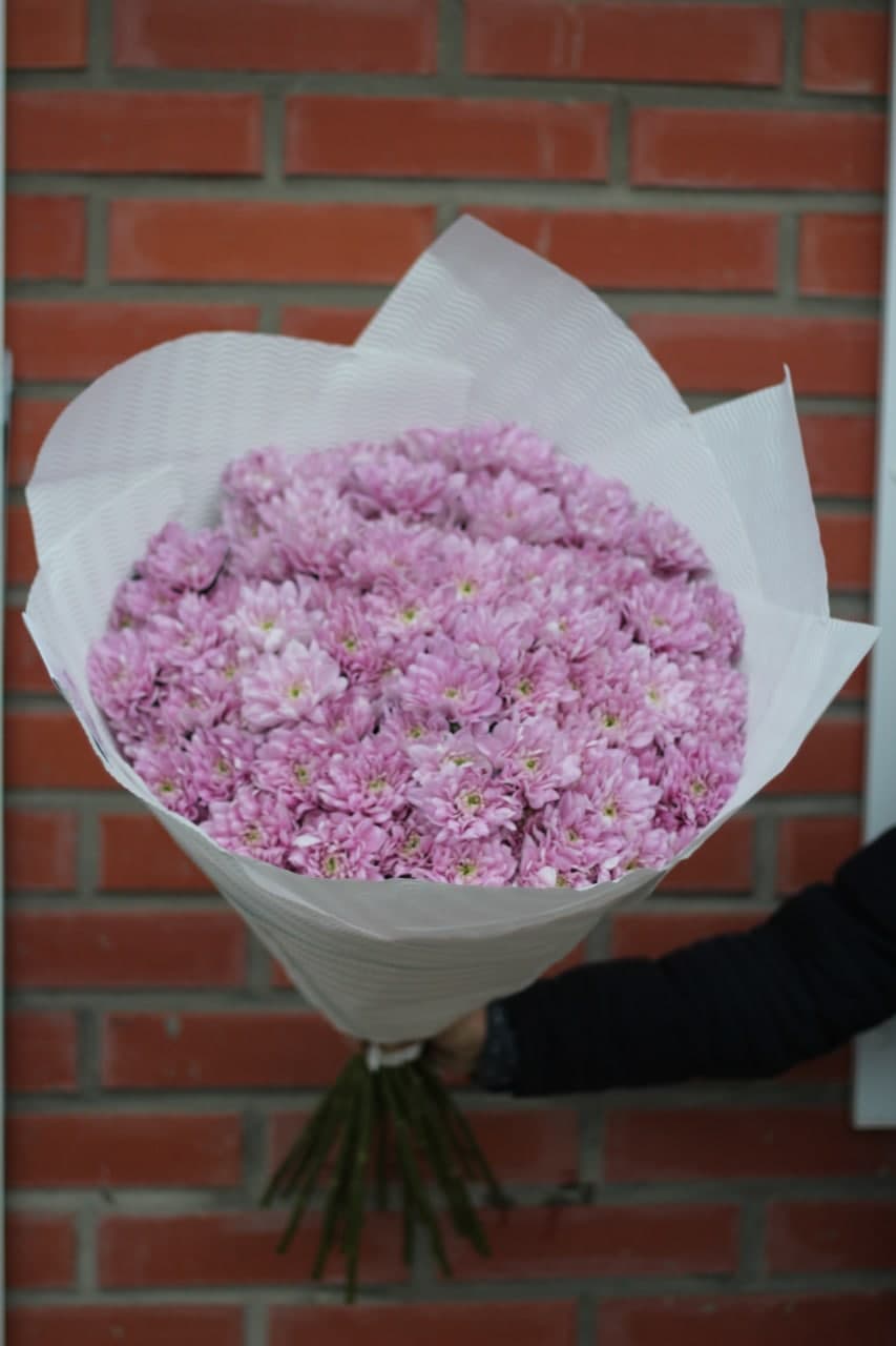 15 Margeriten-Chrysantheme (rosa)