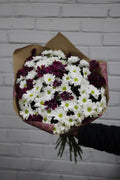15 Margeriten-Chrysantheme (violett und weiß)
