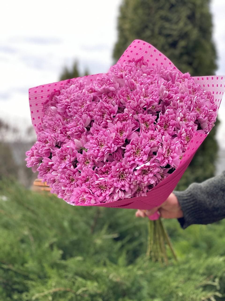 15 Chrysanthemen (violett-rosa)