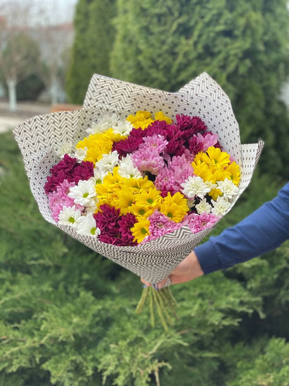 19 Margeriten-Chrysantheme (rot, weiß, gelb und violett)