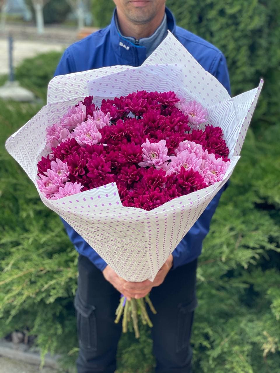 15 Chrysanthemen (violett und rosa)