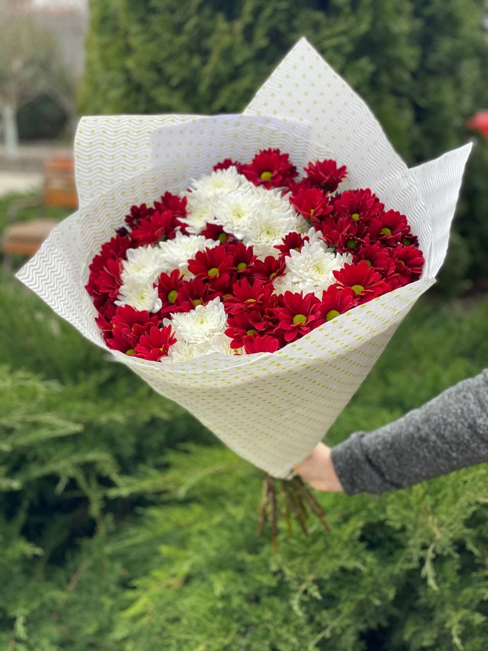 9 Margeriten-Chrysantheme (weiß und rot)