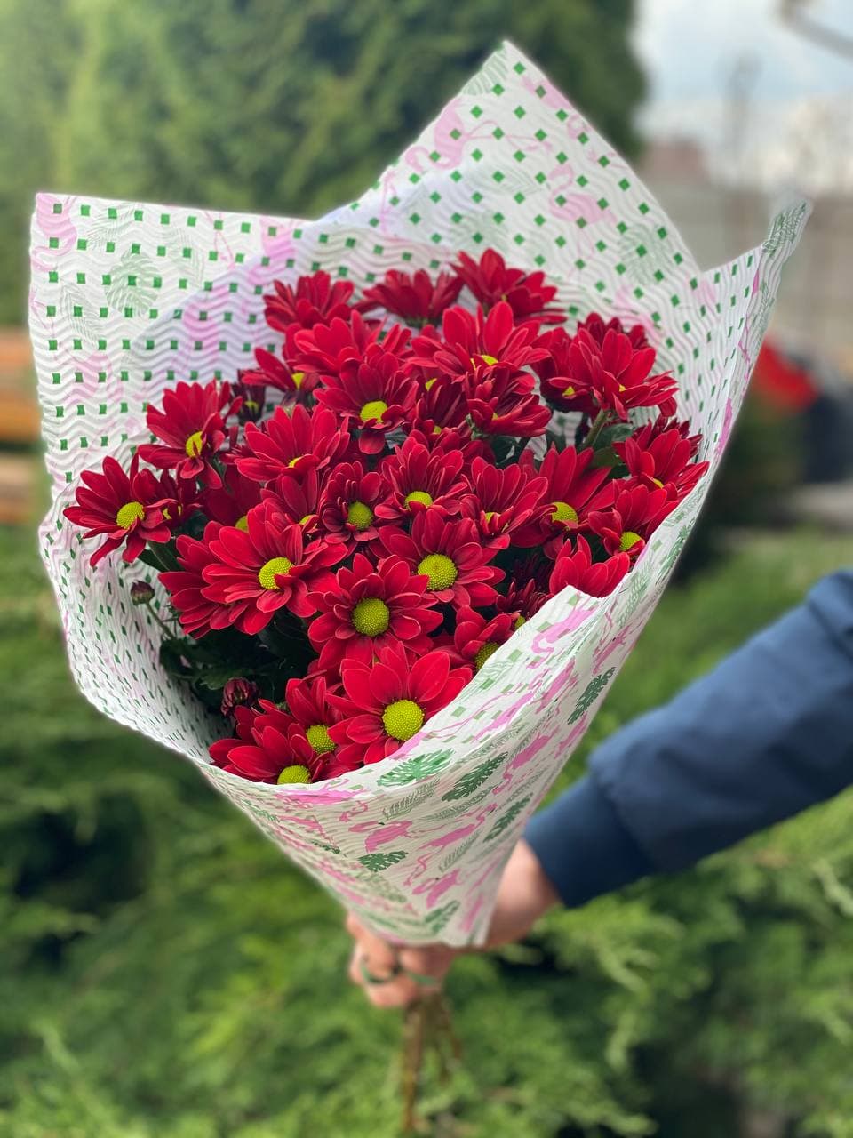 5 Margeriten-Chrysantheme (rot)