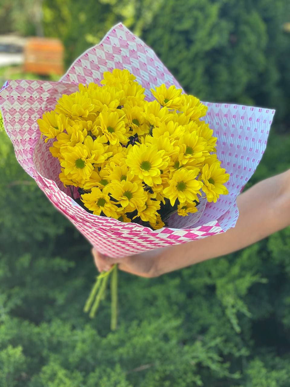 5 Margeriten-Chrysantheme (gelb)
